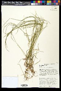 Poa sylvestris image
