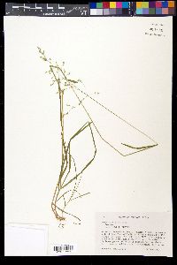 Poa sylvestris image
