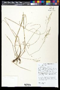 Poa sylvestris image