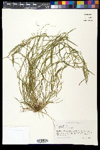 Poa trivialis image