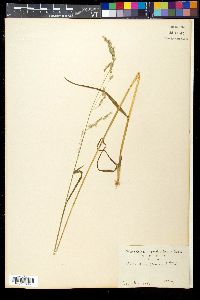 Media resource of Poa acroleuca