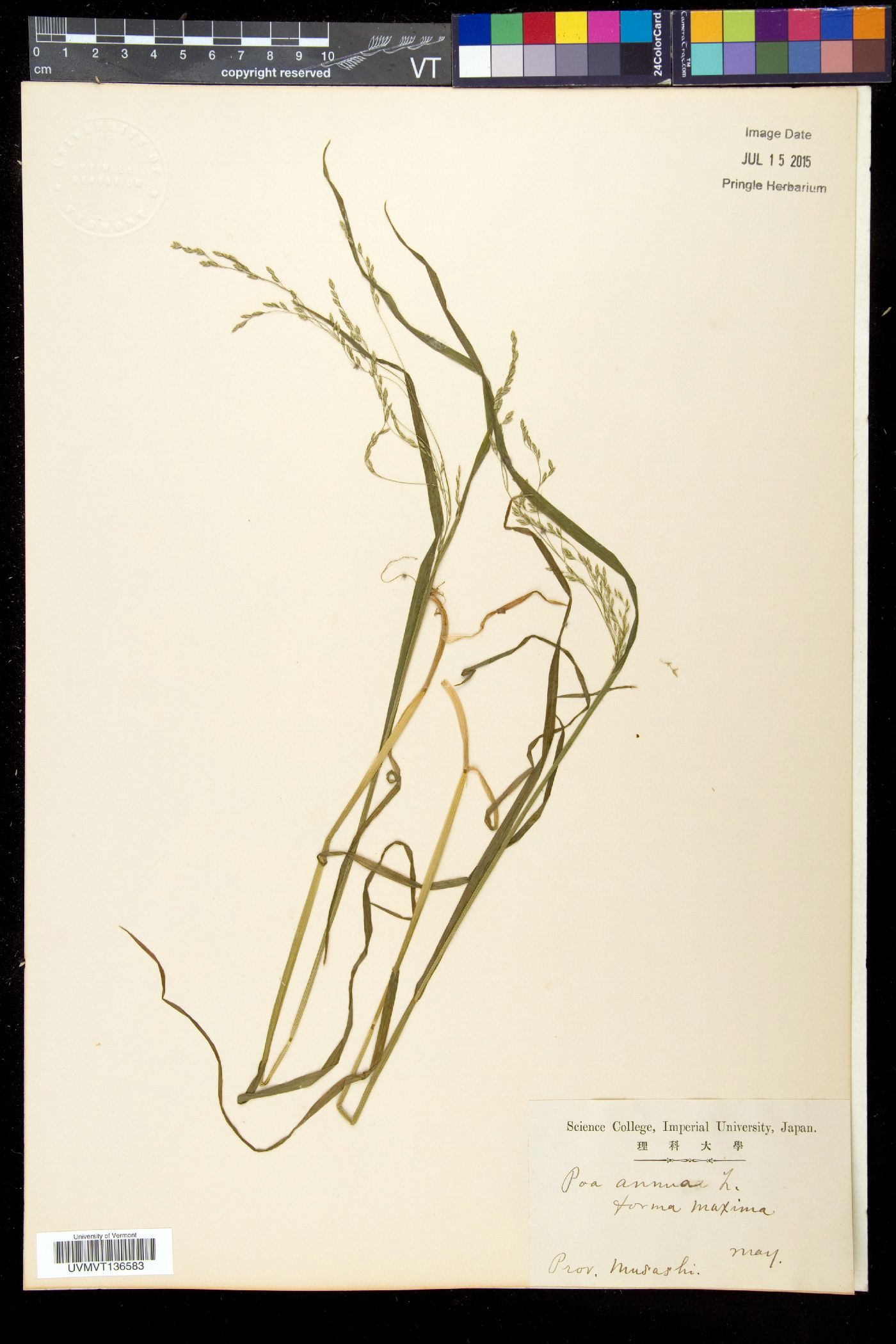 Poa nepalensis image