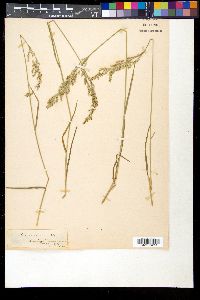 Poa cenisia image