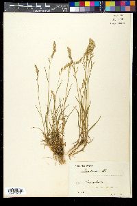 Poa cenisia image