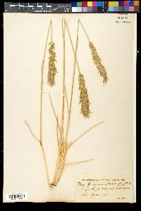 Poa alopecurus image
