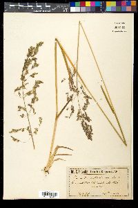 Poa chaixii image