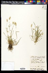 Polypogon monspeliensis image