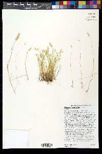 Polypogon monspeliensis image