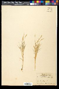 Pogonatherum crinitum image