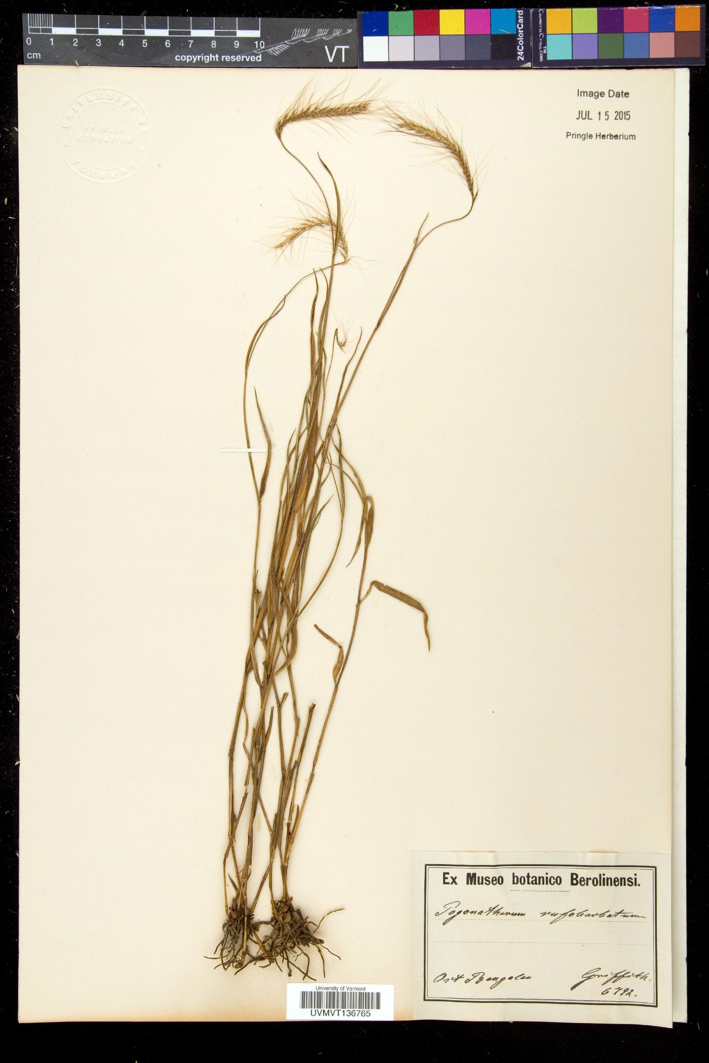 Pogonatherum rufobarbatum image