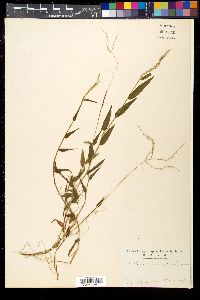 Microstegium nudum image