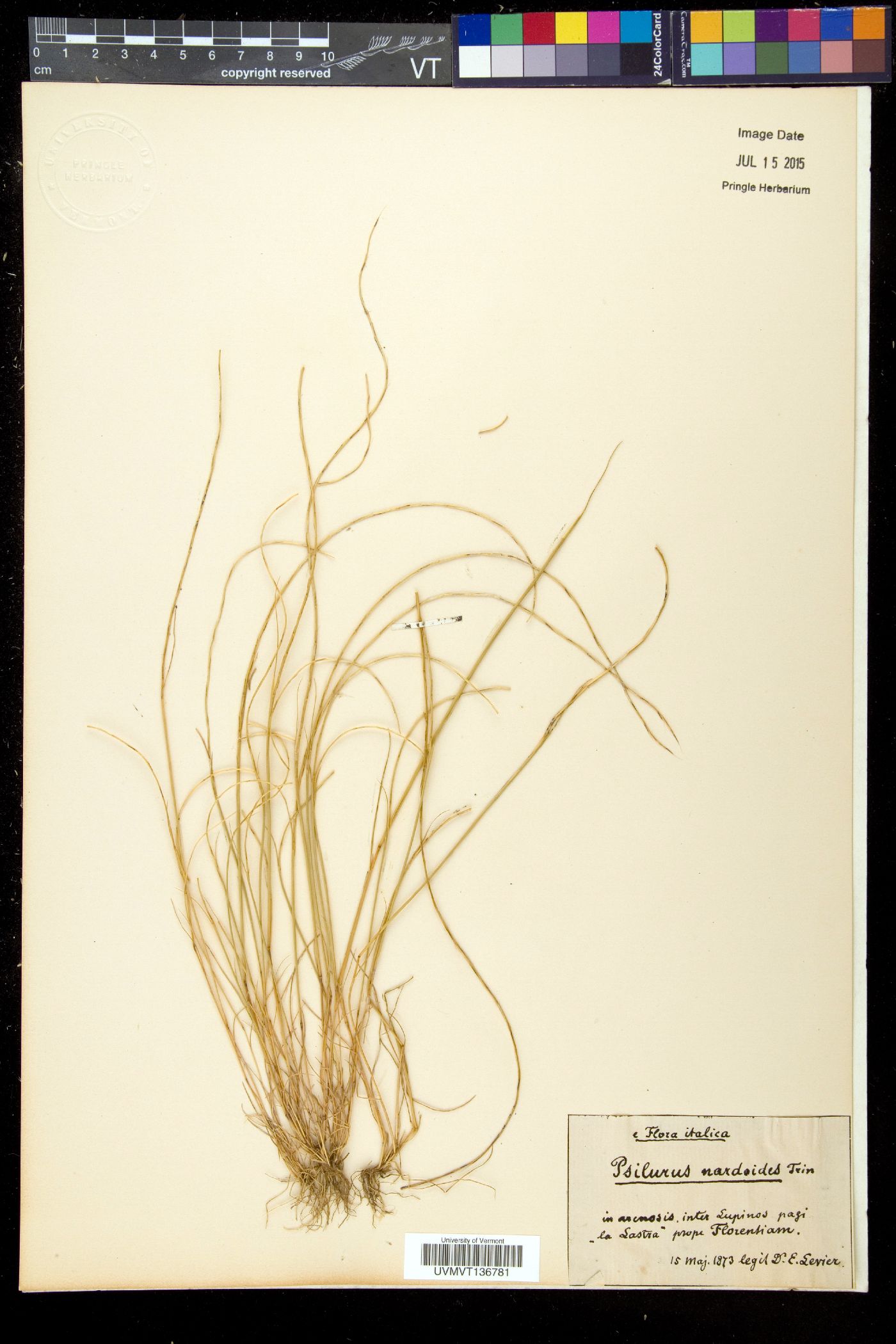 Psilurus image