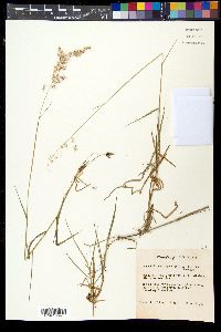 Melinis repens image