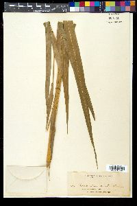 Rottboellia exaltata image