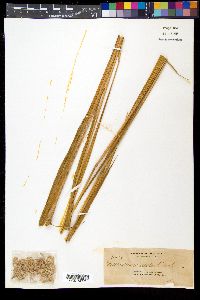 Media resource of Rottboellia exaltata