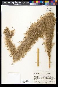 Saccharum officinarum image