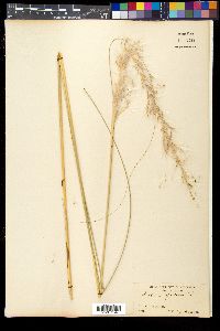 Saccharum spontaneum image