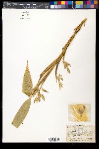 Sasa veitchii image