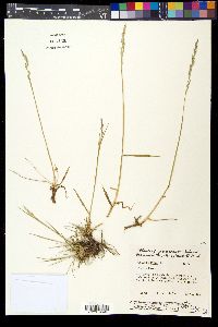 Lolium pratense image