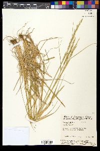 Lolium pratense image