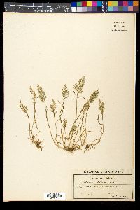 Catapodium rigidum image