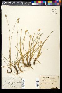 Sesleria caerulea image