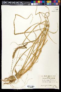 Setaria corrugata image