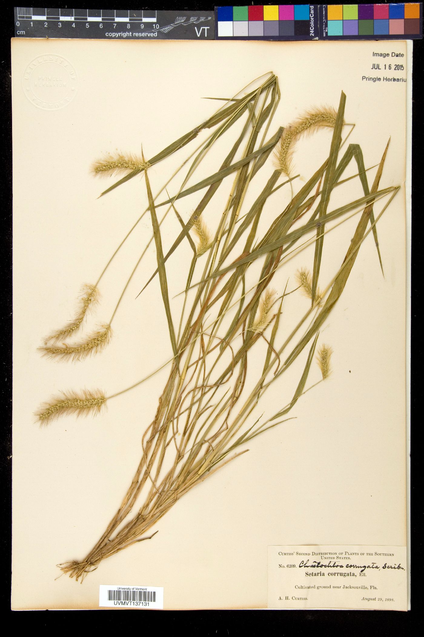 Chaetochloa corrugata image