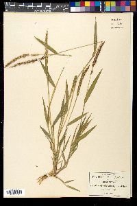 Setaria grisebachii image