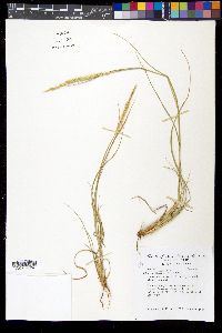 Setaria leucopila image