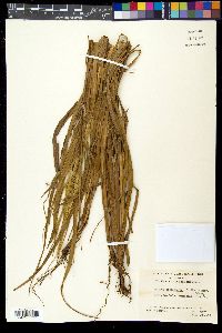 Setaria macrosperma image