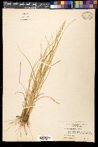 Setaria macrostachya image