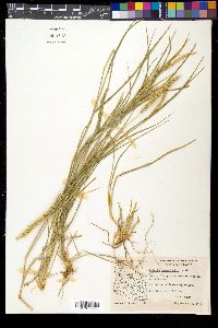 Setaria macrostachya image