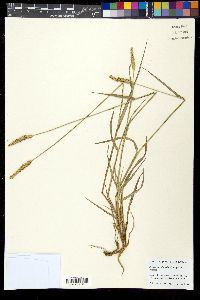 Setaria parviflora image