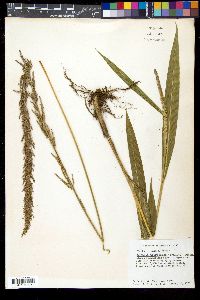 Setaria poiretiana image