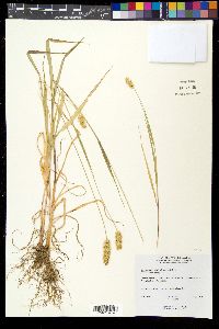 Setaria pumila image