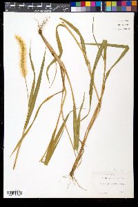 Pennisetum glaucum image