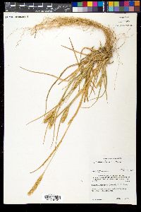 Pennisetum glaucum image