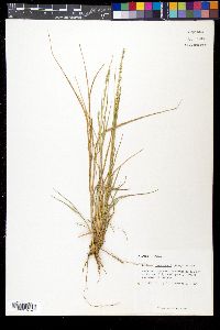 Setaria reverchonii image
