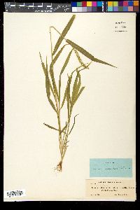 Setaria verticillata image