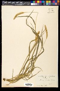 Pennisetum glaucum image