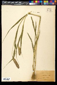 Setaria italica image