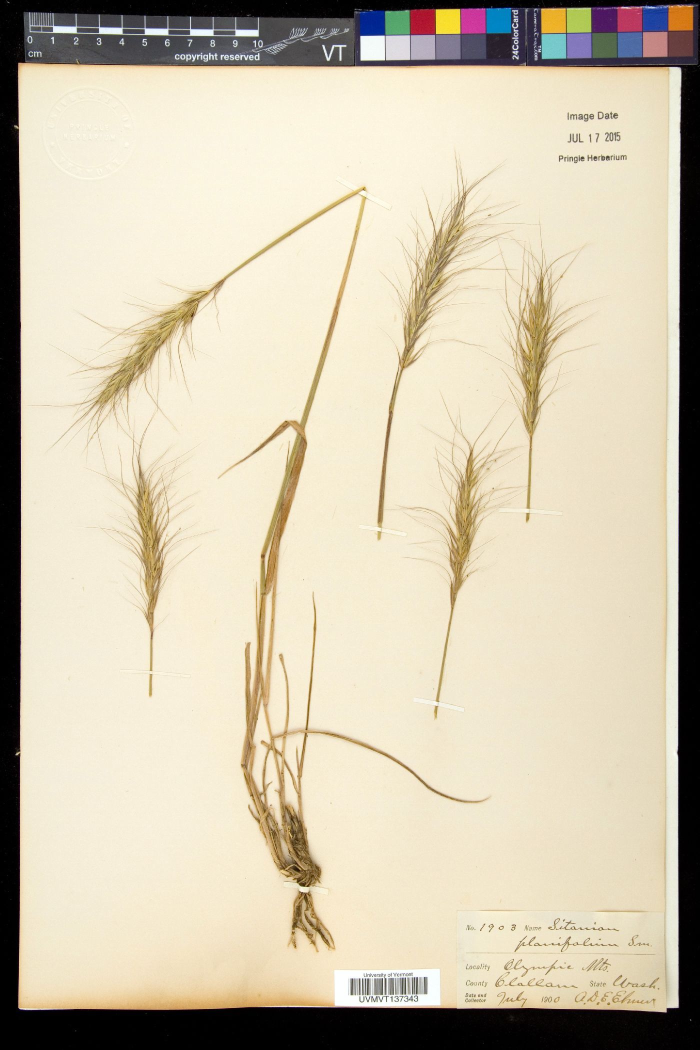 Elymus x hansenii image