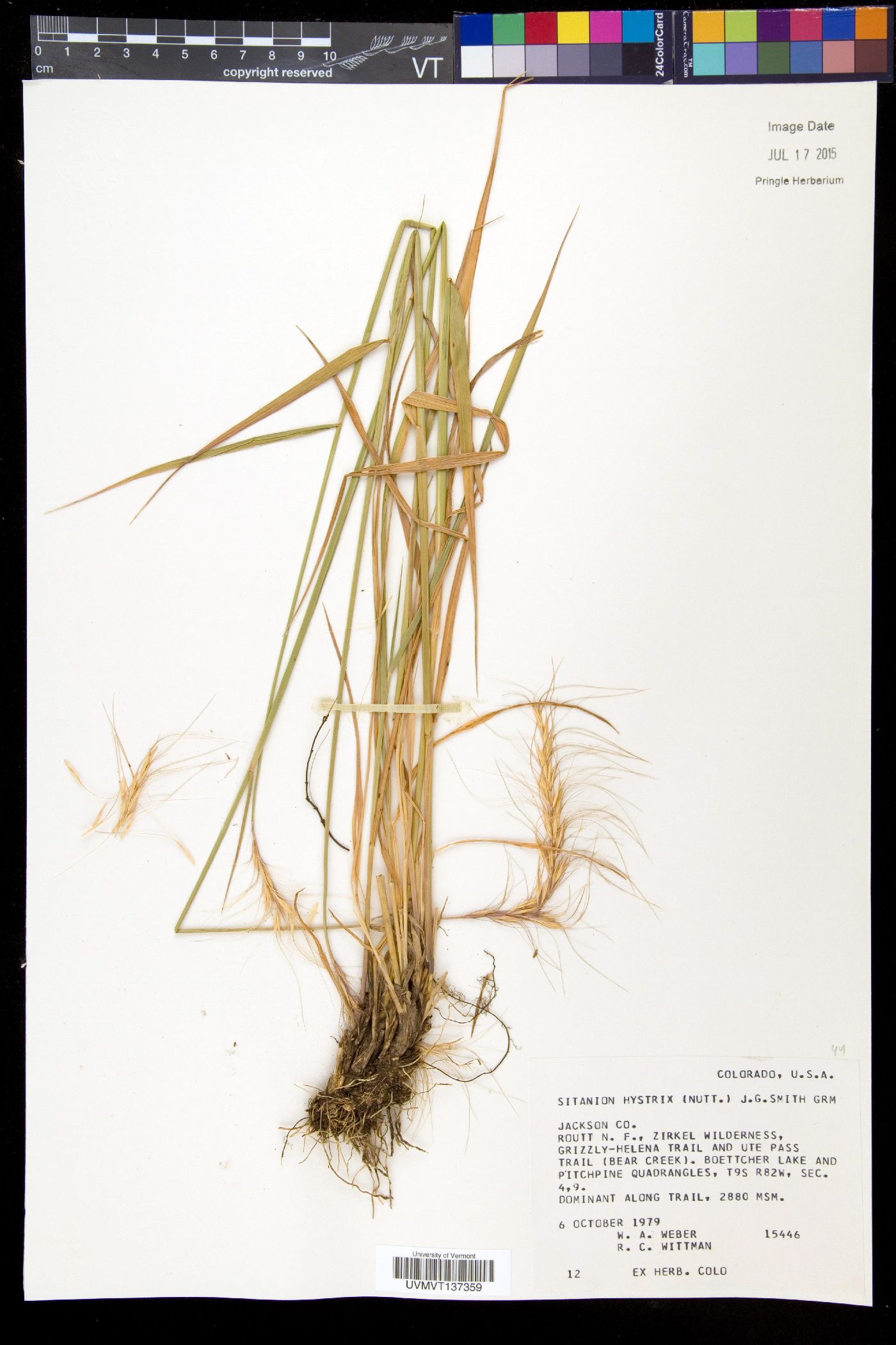 Elymus elymoides subsp. elymoides image