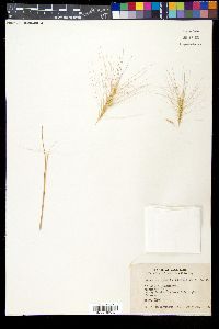 Elymus elymoides subsp. elymoides image