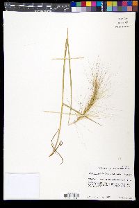 Elymus elymoides subsp. elymoides image