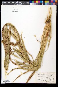 Sorghum bicolor image