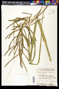 Spartina cynosuroides image