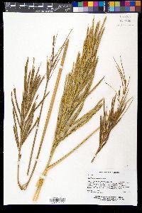 Spartina cynosuroides image