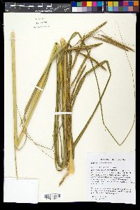 Spartina pectinata image
